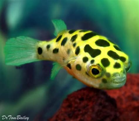 food for green spotted puffer fish|green spotted puffer plants.